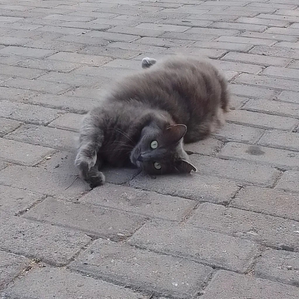Wollie