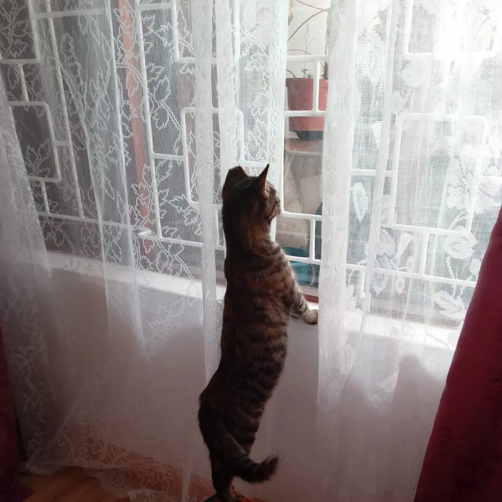 Mohkie