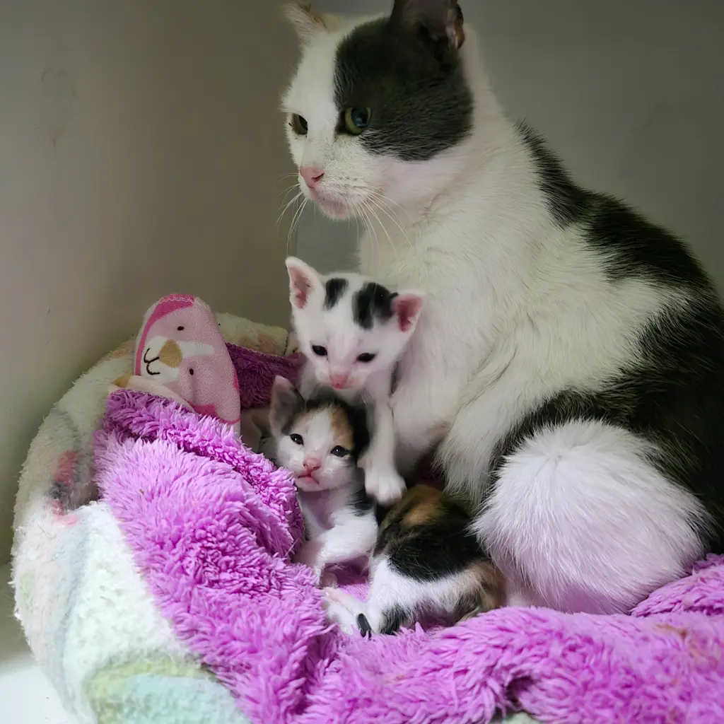 Mom and babies