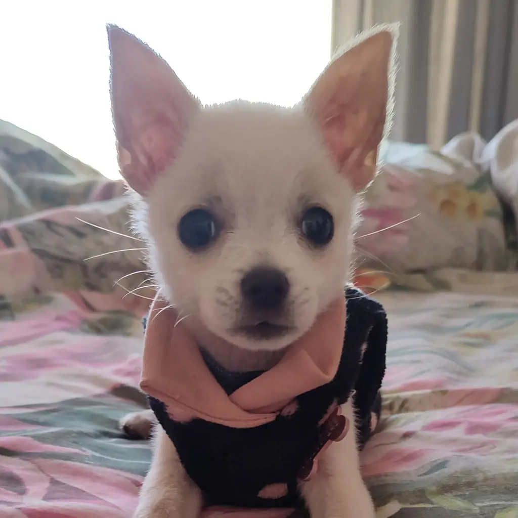 Pixie 