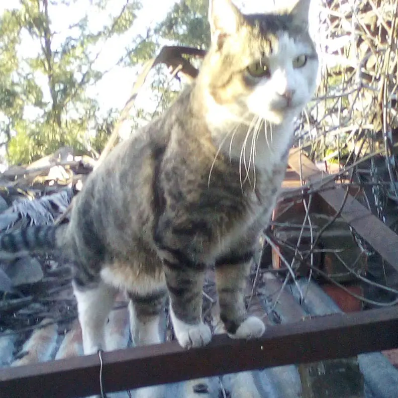 Big Cat