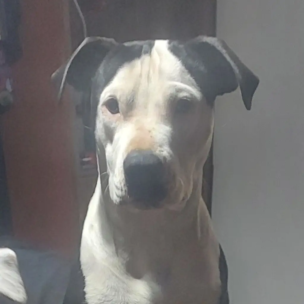 Xena