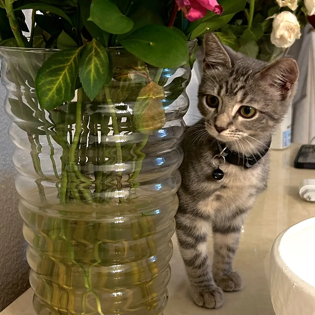 Lyra