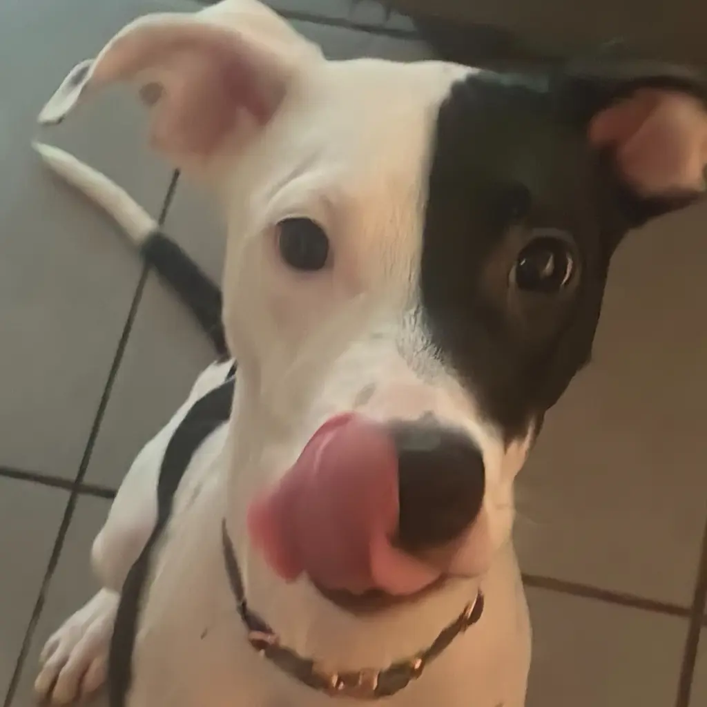 Lyla