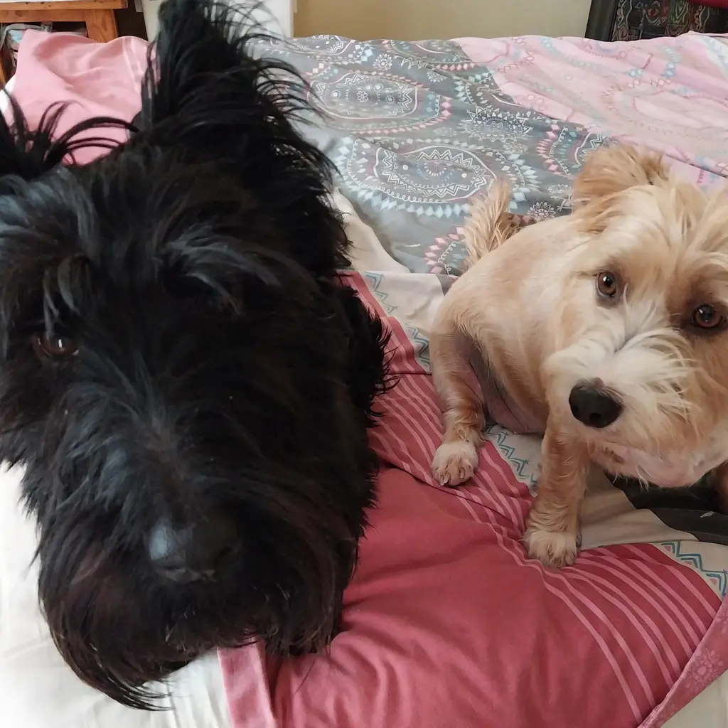 Dennis&Dingo 