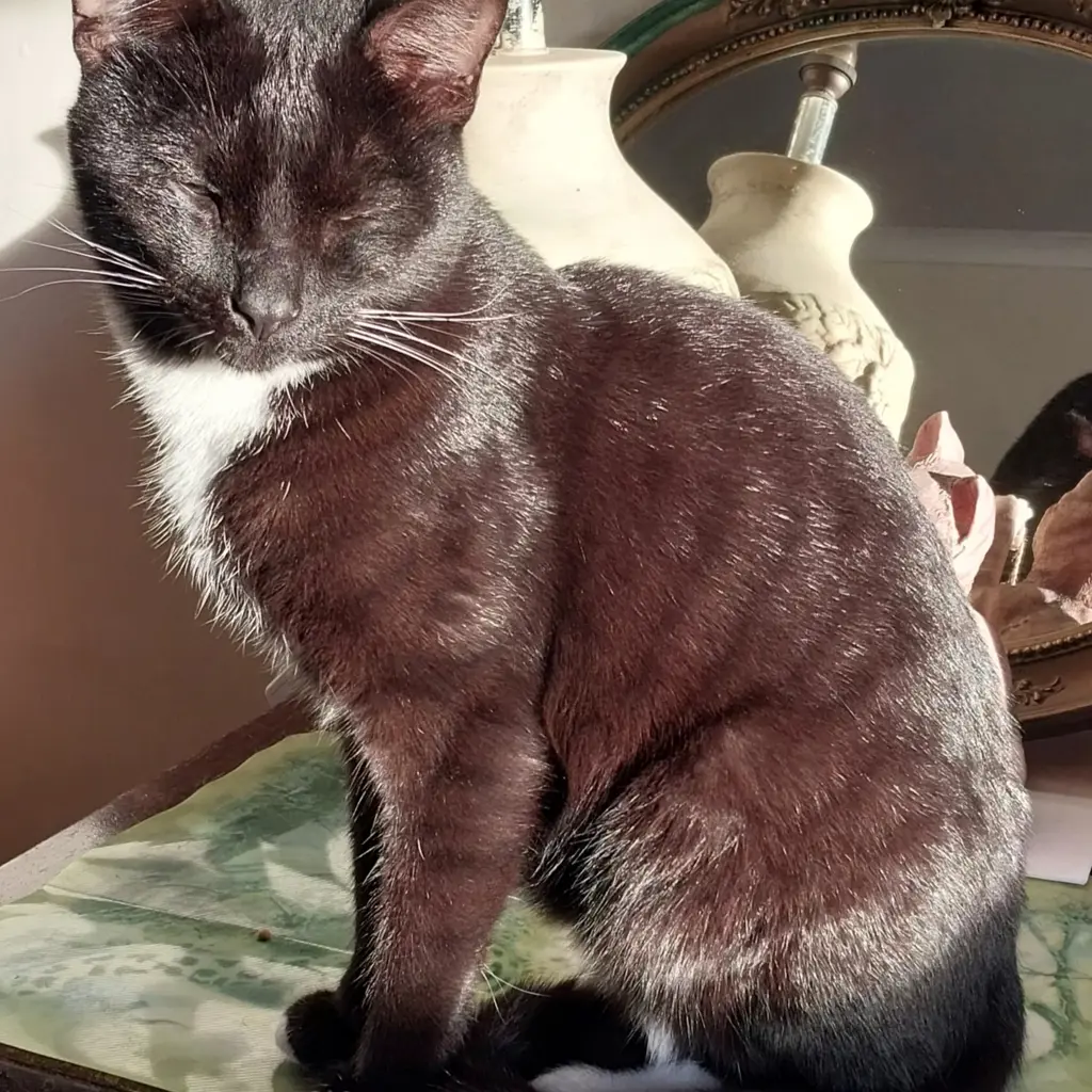 Domino 