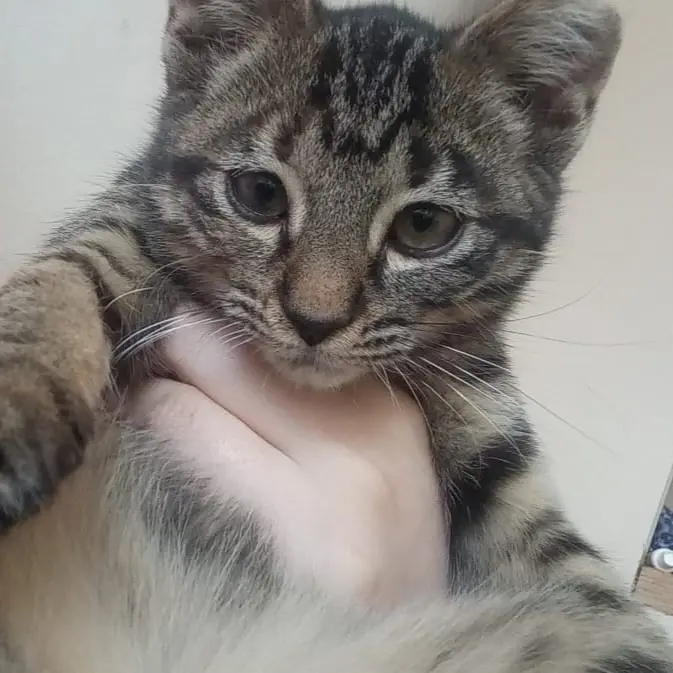 Mohkie
