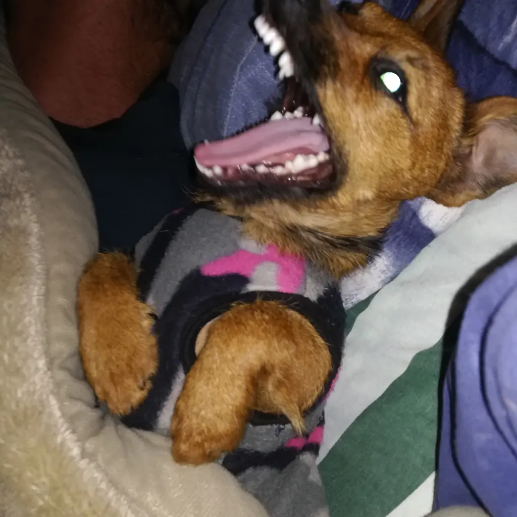 AMY