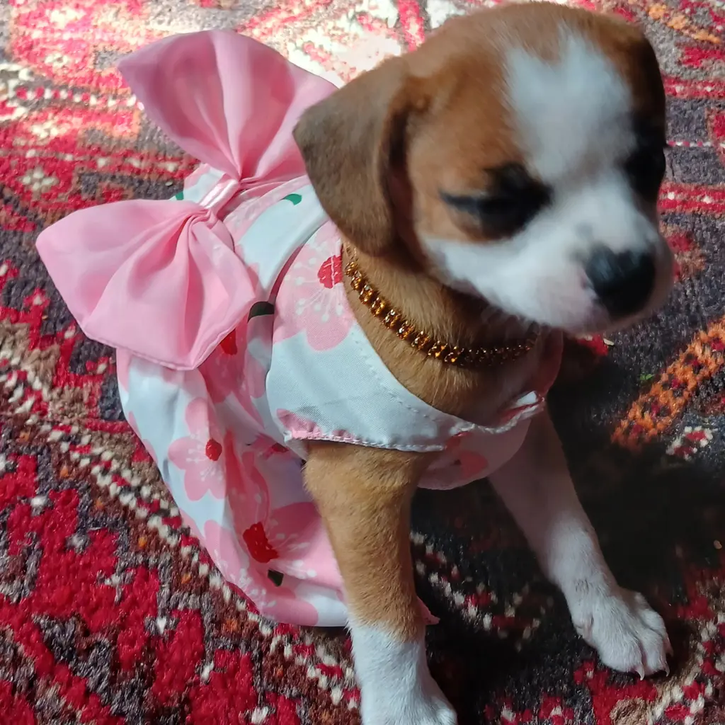 Mishi-Mae