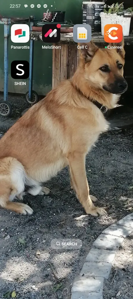 Yoda