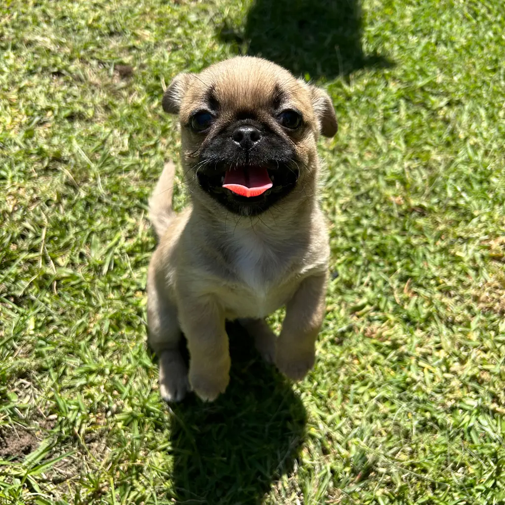 Daisy