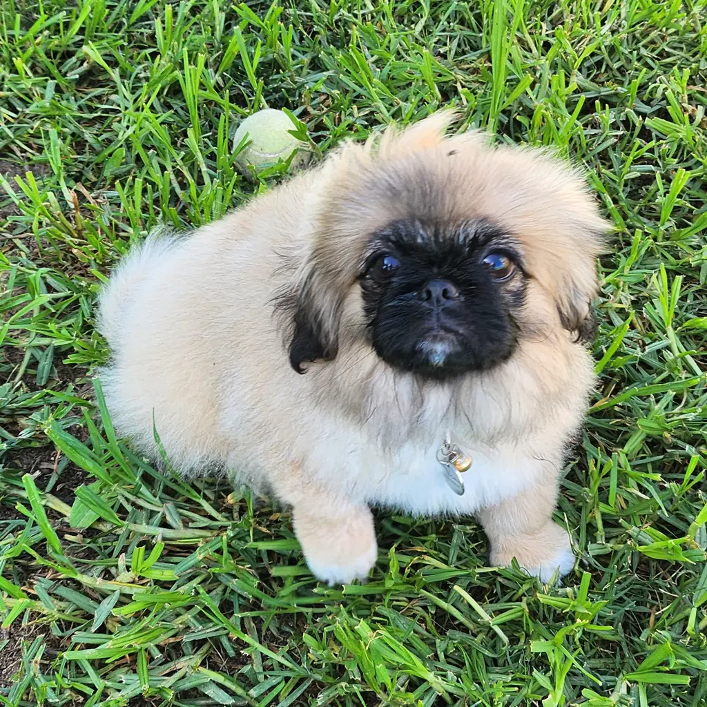 Nala