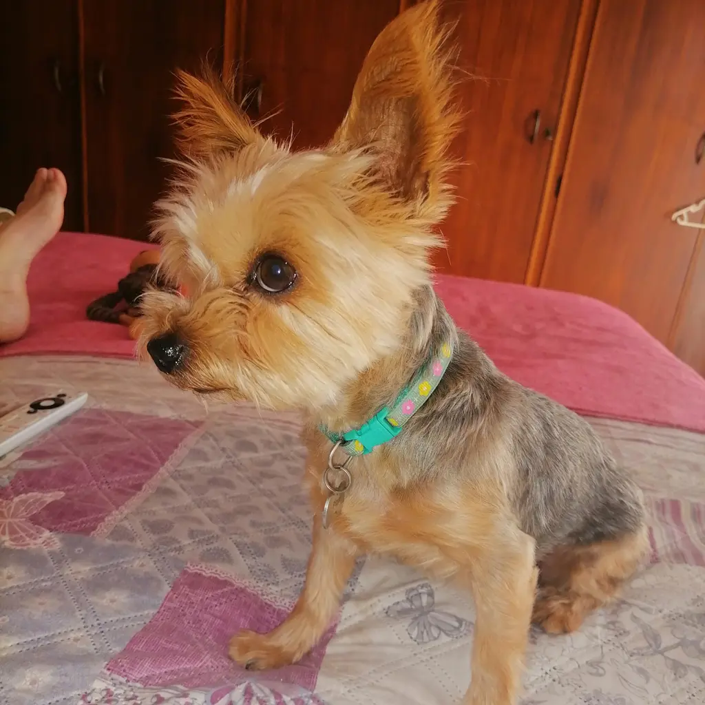 Pippie 