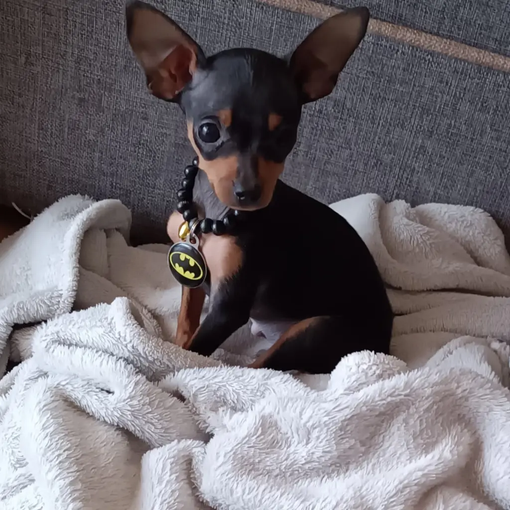Batman 🦇