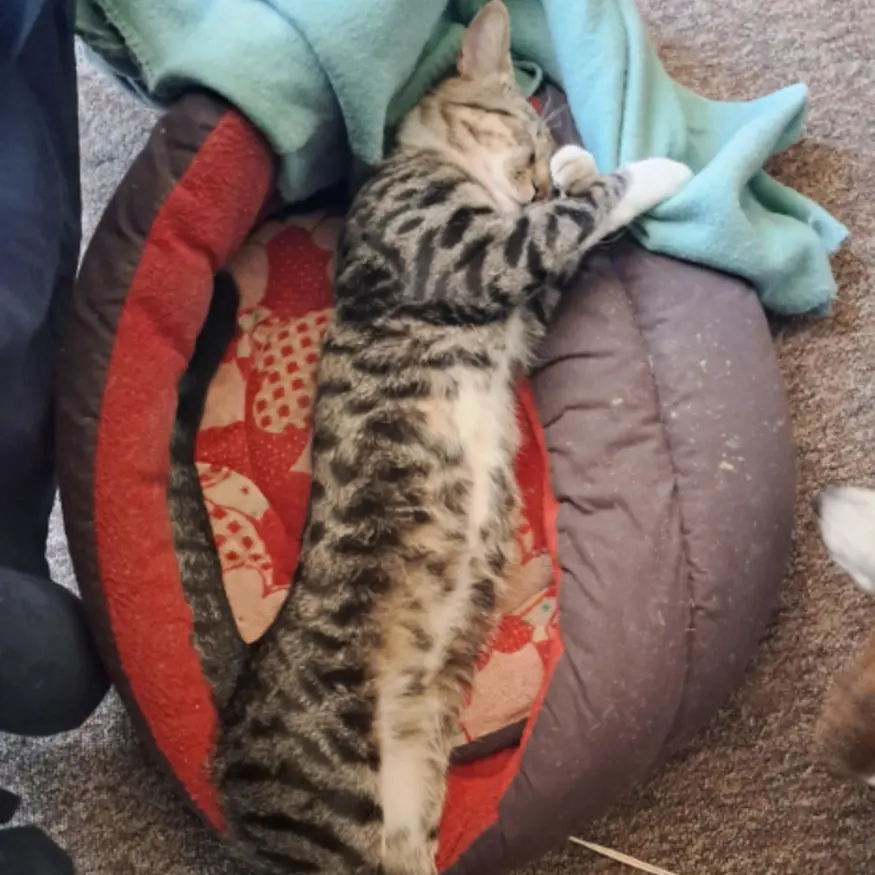 Max