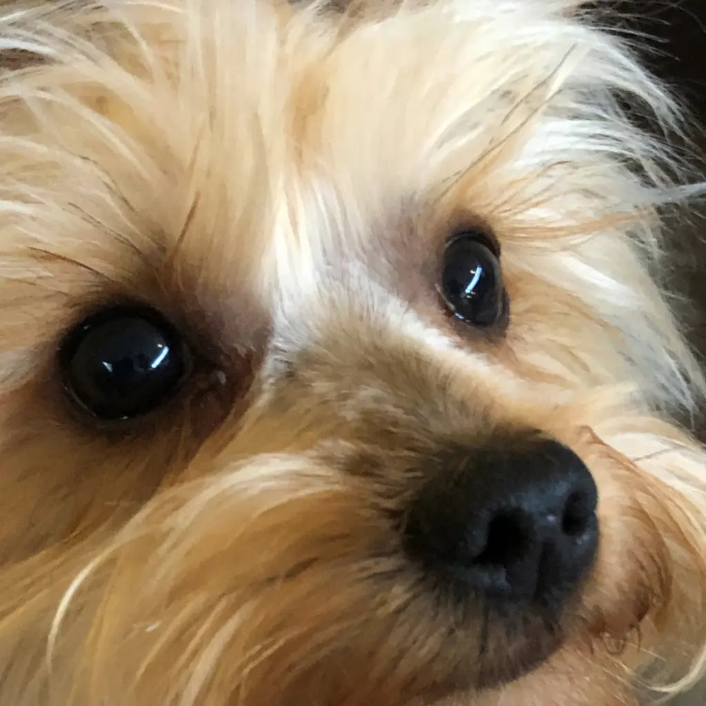 Chewy