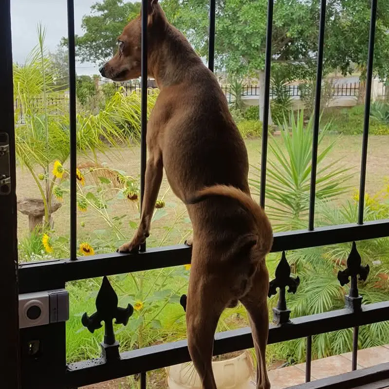 Bokkie Braaf
