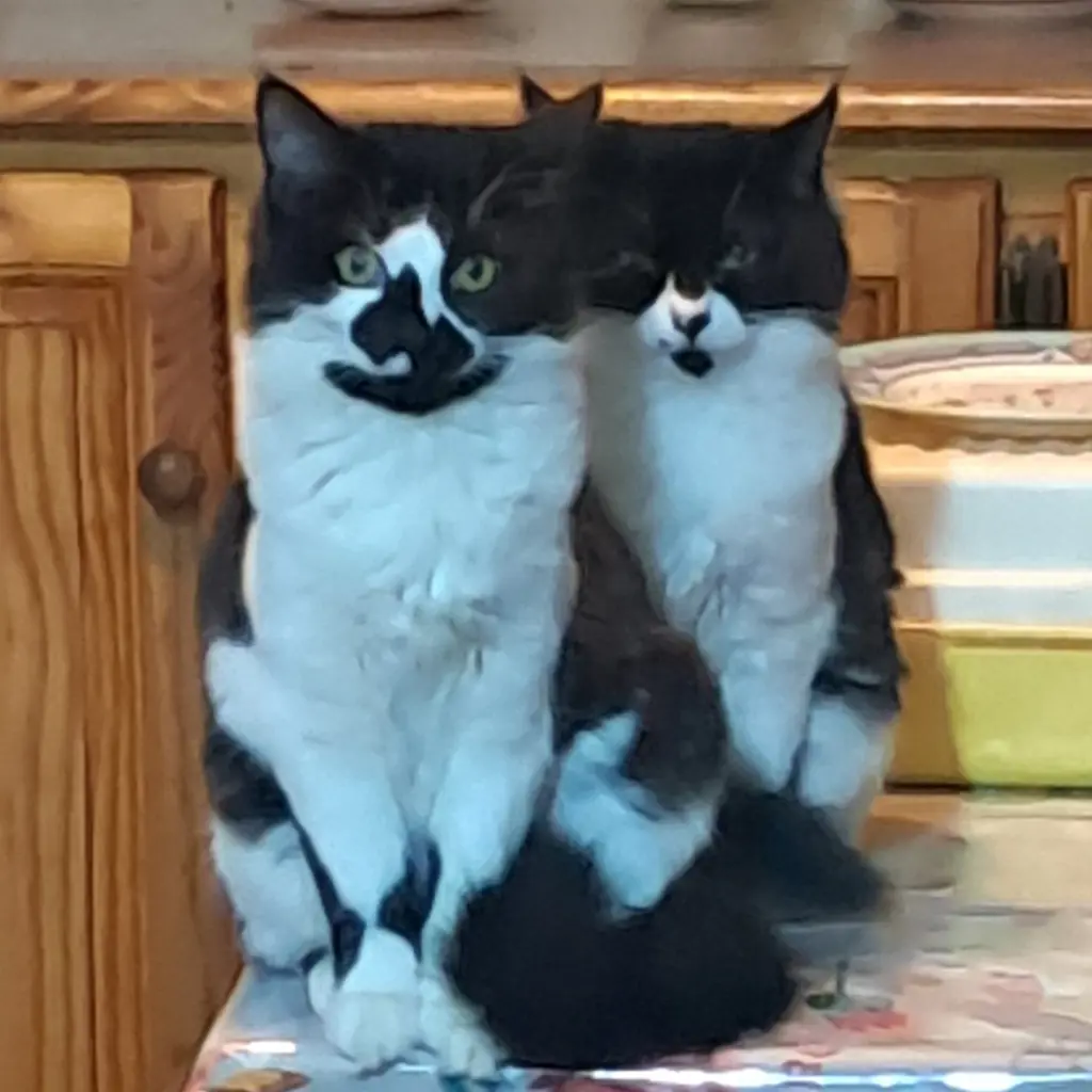 Oreo & Java