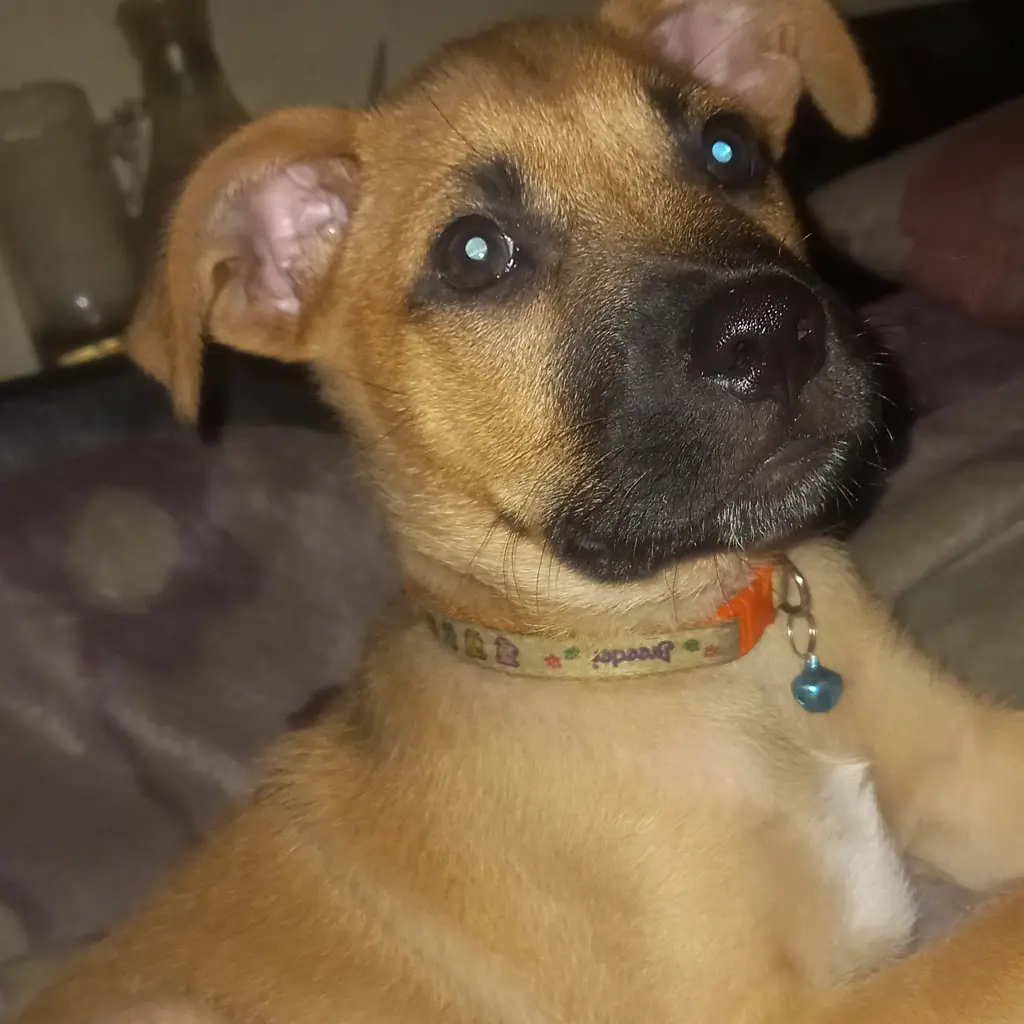 Zeus