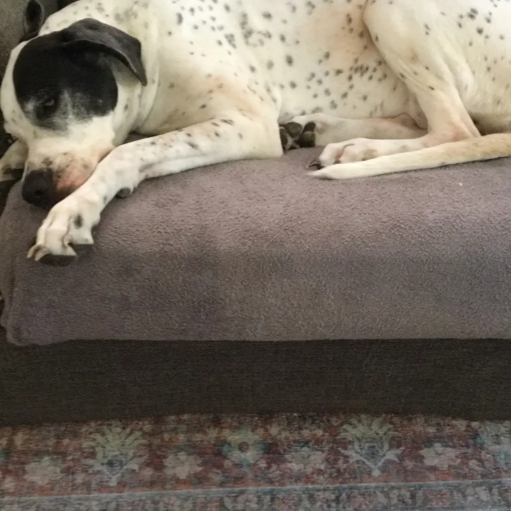 Lucy 