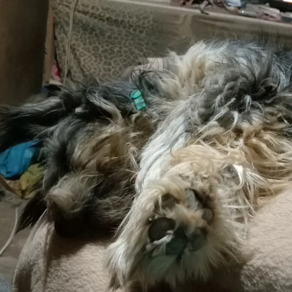 Peanut