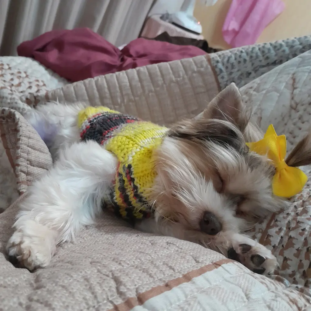 Lexi