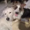 Chase and Milo 