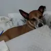 Duke 