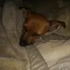 AMY