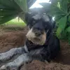 Logan