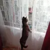 Mohkie