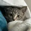 Lyra