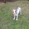 Bullet