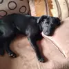 Woofills baby 