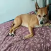 Duke 