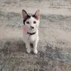 Fluff