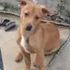 Chance 
