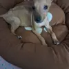 Toastie 