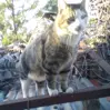 Big Cat