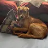 Akila