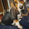 Rex