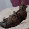 Mohkie