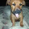 AMY
