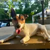 Duke