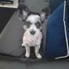 Nunu pie 