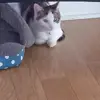 Shadow
