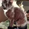 Domino 