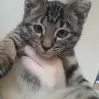 Mohkie