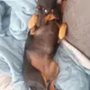 Bella 