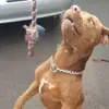 Loki